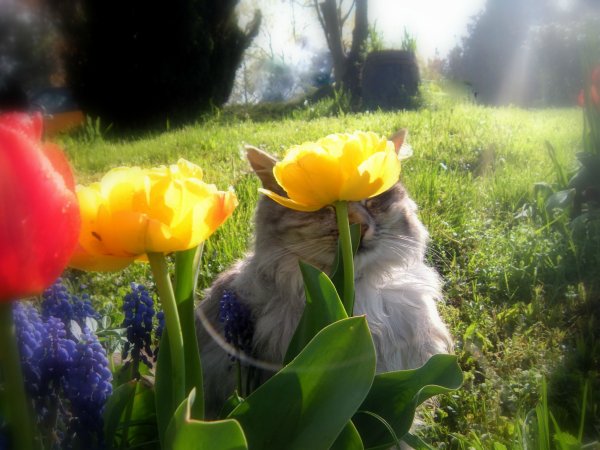 Кот в цветах