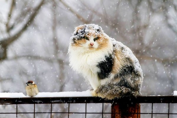 Первый снег