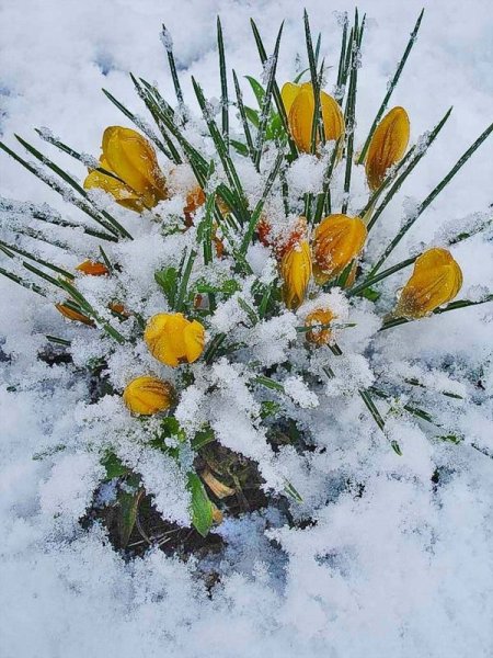 Цитаты про зиму и весну