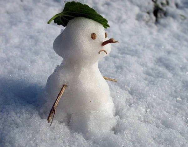 Подснежники сиреневые