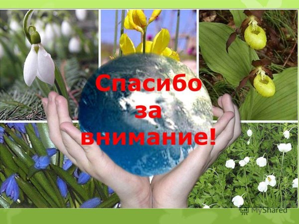 Спасибо за внимание растения