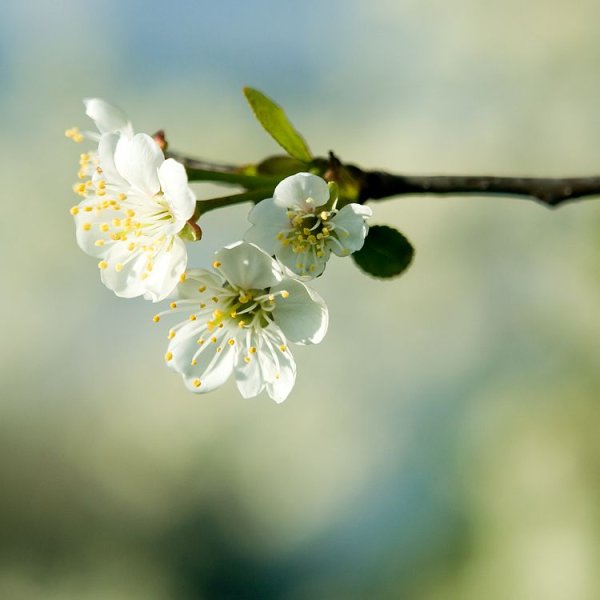 Солнце природа Весна-9