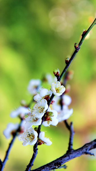 Цветочки на аву