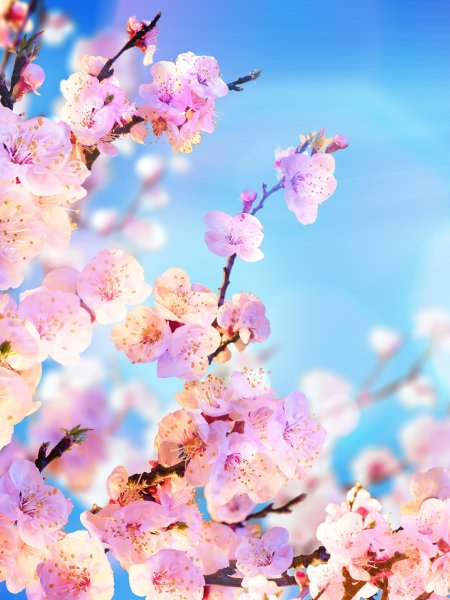 Весна подснежники