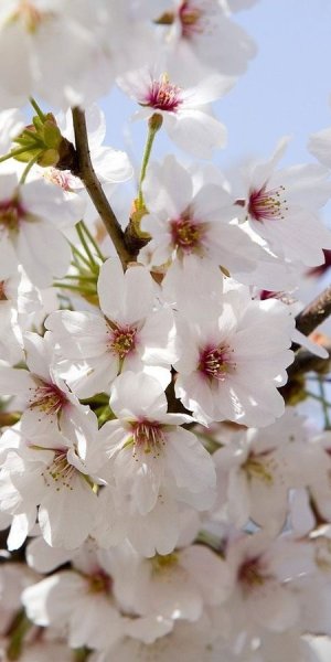 Весенняя природа вертикальные