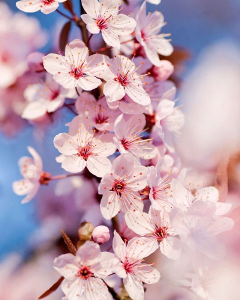 Слива и Сакура