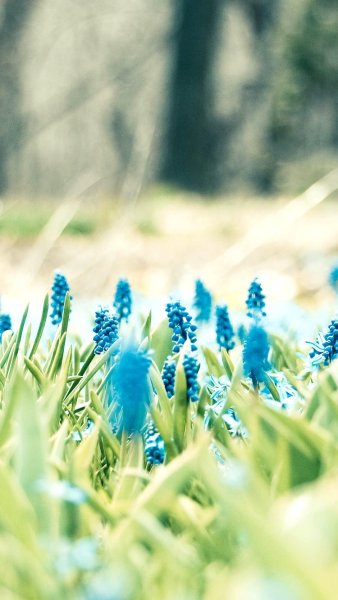 Фон с цветами