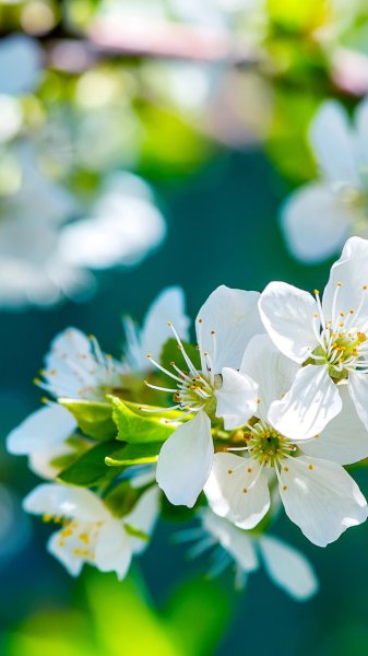 Фон цветущие деревья