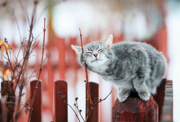 Котята весной