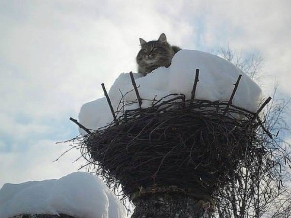 Весна пришла коты прилетели