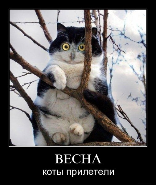 Сова демотиватор