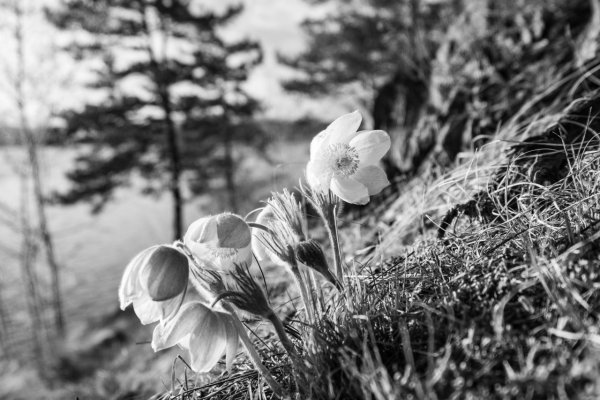 Черно белая природа