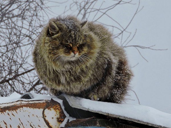 Кошляндия Аллы Лебедевой