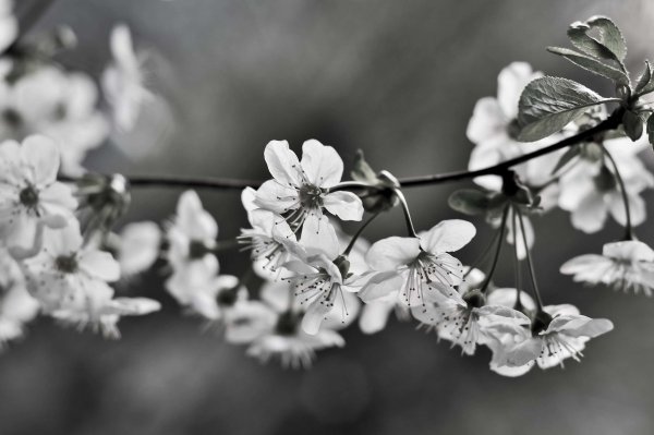 Белая природа