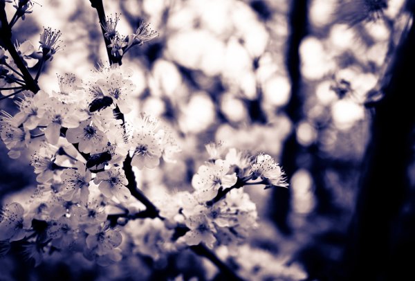 Цветение вишни