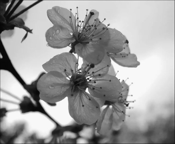 Весна черно белая