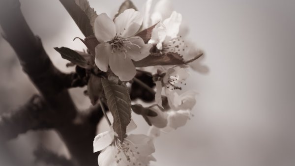 Черри блоссом чб