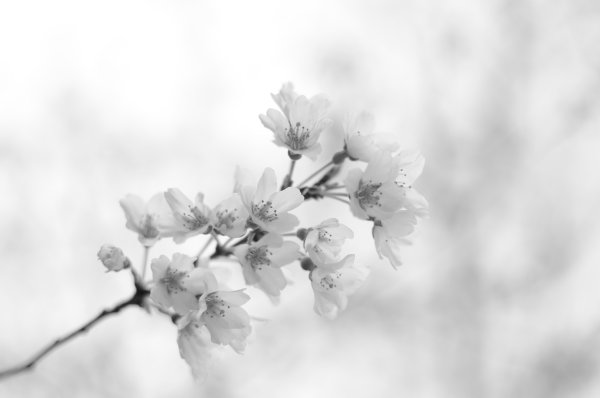 Весна подснежники