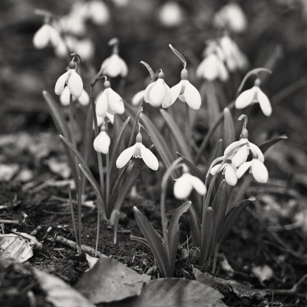 Весна черно белая