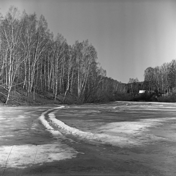 Цветы весны черно белые