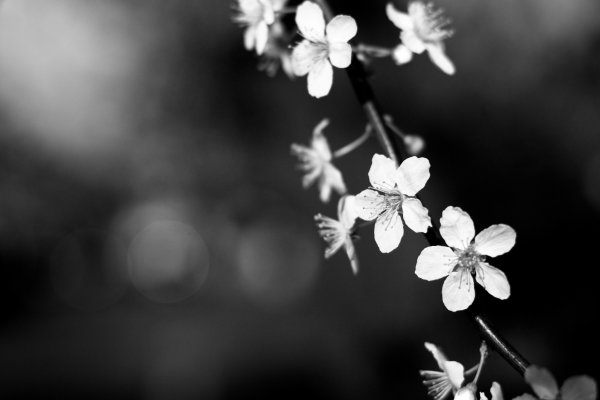 Сакура черно белая