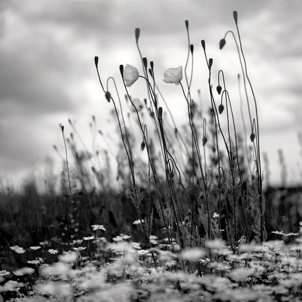 Серые цветы в природе