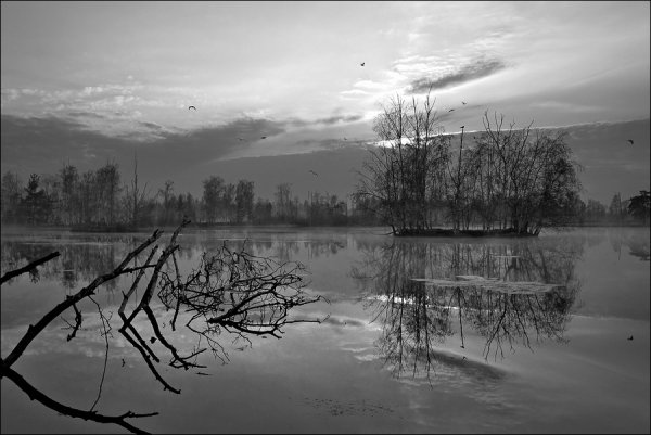 Весенний пейзаж черно белый