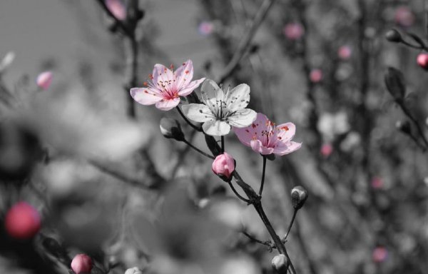 Черно белая природа