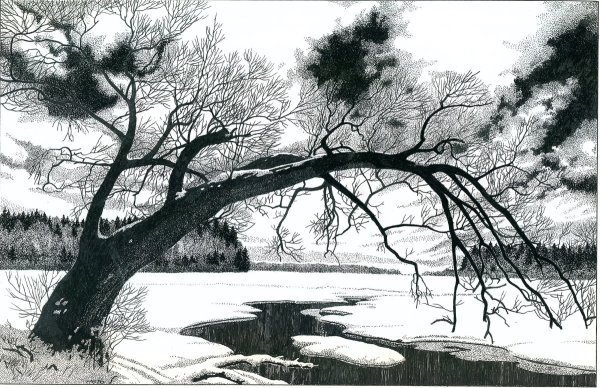 Полевые цветы черно белые