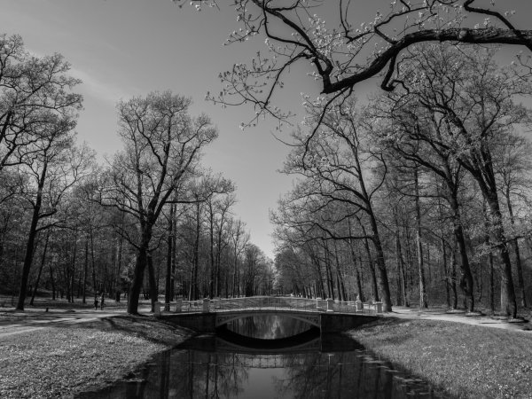 Весенние цветы чб