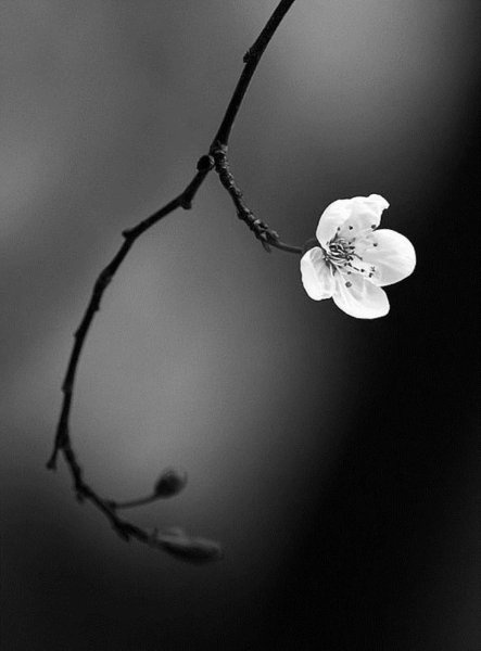 Верба веточка черно белая