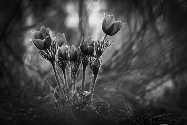 Раскраска природа для детей