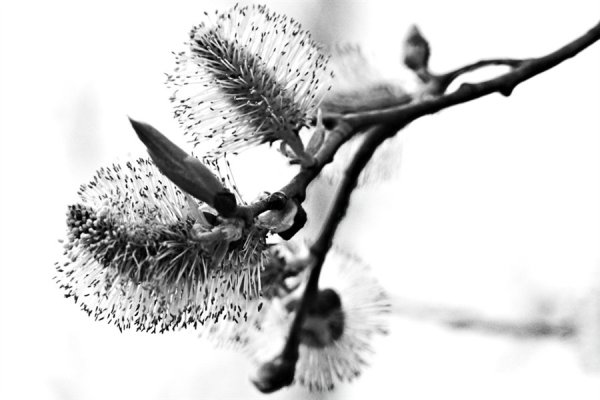 Весна рисунок карандашом