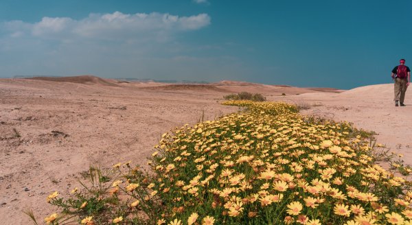 Самарканд цветет пустыня