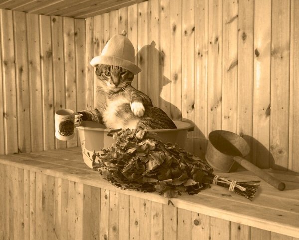 Коты в бане