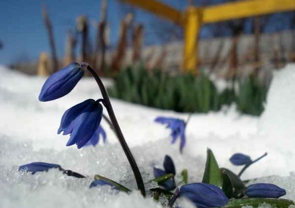 Пролески под снегом