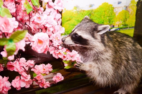 Енот в цветах