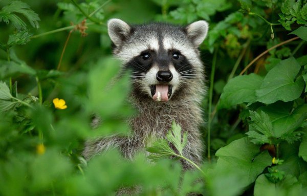 Весенний енот