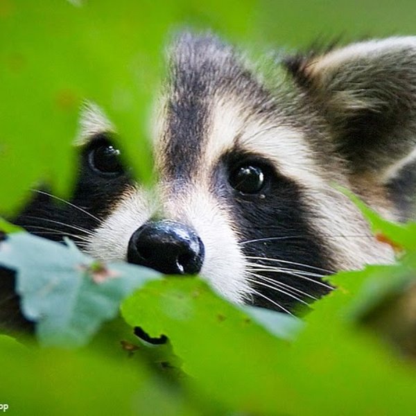 Енотик весной