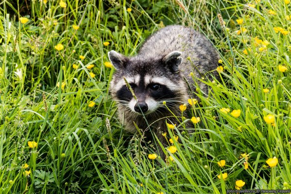 Енот весной
