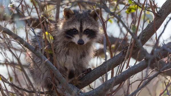 Лесной Краснодарский енот