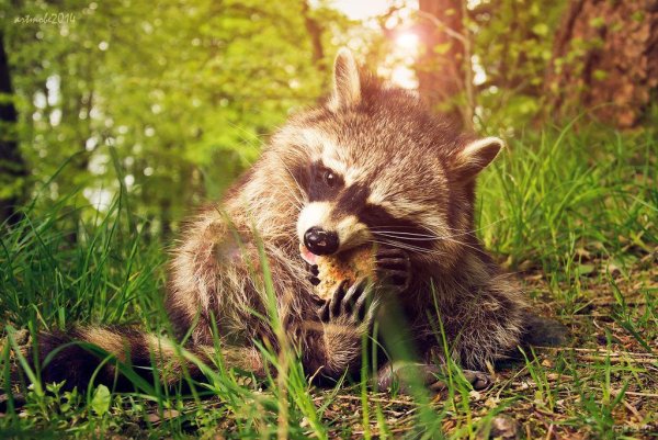 Питание енота полоскуна