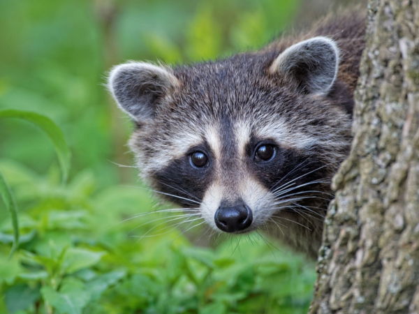 Енот Енотович