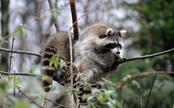 Обиженный енот