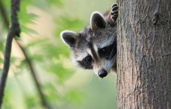 Енот выглядывает