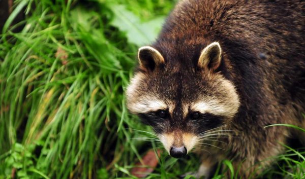 Бурый енот полоскун