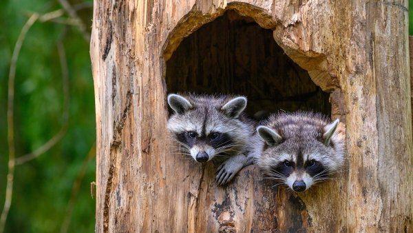 Енот полоскун на дереве