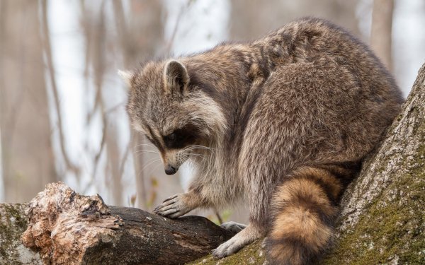 Енот на дереве