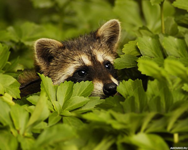 Енот в зелени
