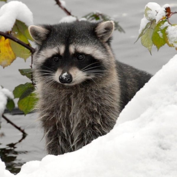 Енот-полоскун и снег